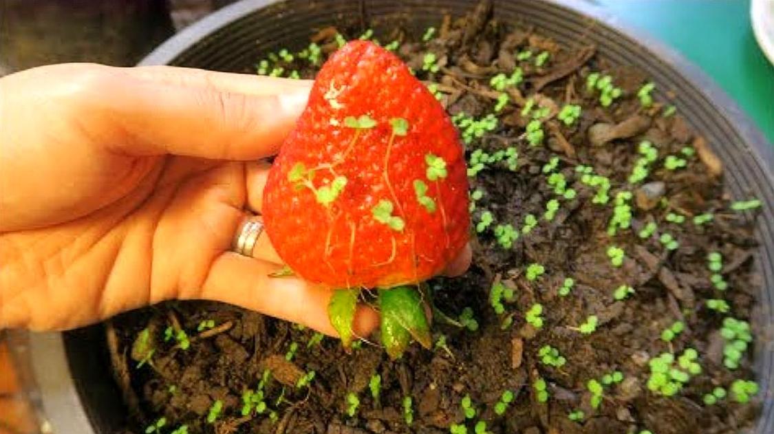 怎么种草莓？优质 种草莓什么意思