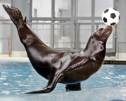 海豹是谁的后代？优质 海狮和海豹谁喜欢玩球
