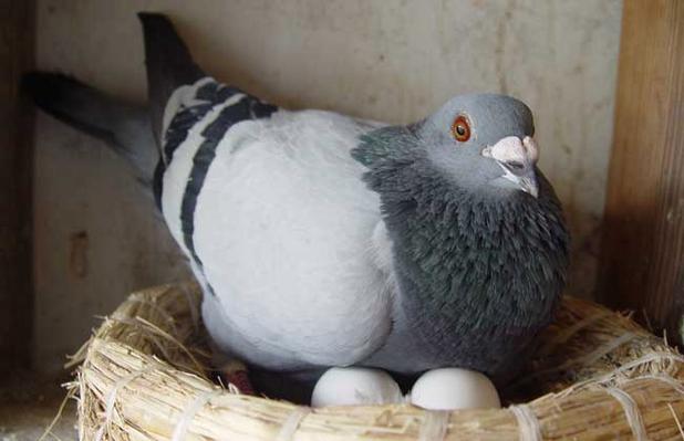 怎么养鸽子繁殖快优质 鸽子怎么养下蛋快