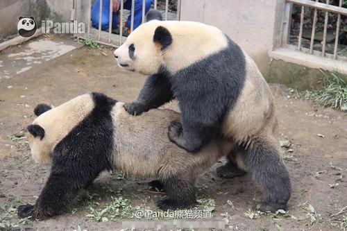 大熊猫交配的时候要看毛片，是真的吗？优质 大熊猫在国外生宝宝还属于中国吗