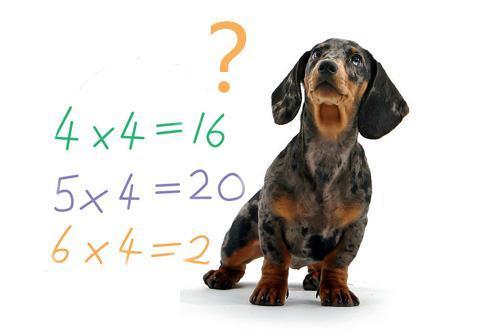 杂技团里的小狗为什么会做算术？优质 小狗做算术题视频