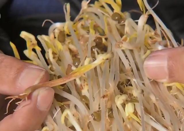 豆芽菜怎么种植自制豆芽优质 豆芽和豆苗的区别