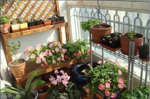 如何在小阳台种植盆栽优质