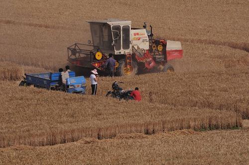 农忙收麦子的场面--以前我们就是这么过来的优质 秋天收麦子的描写