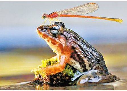 青蛙吃东西的时候为什么紧闭双眼？优质
