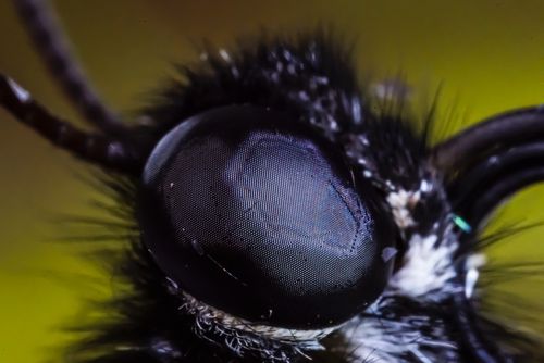什么昆虫有复眼？优质 昆虫的复眼成像的图片