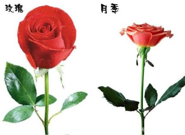 玫瑰花多少朵的含义？优质 全球艾滋病感染者约31%