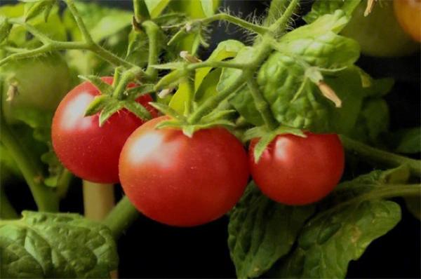 西红柿种植技术与管理优质 豆角种植技术与管理