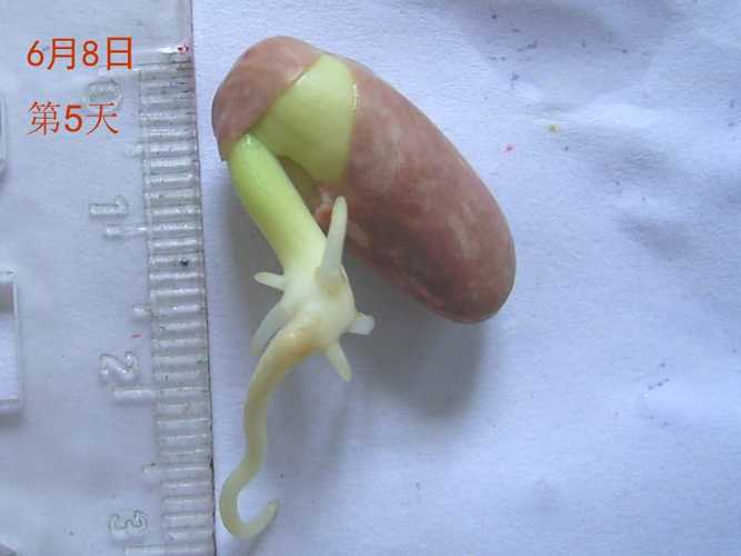 豇豆种子催芽方法优质 芸豆浸种催芽方法